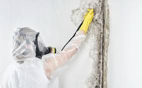 Trusted Belton, MO Mold Prevention & Removal  Experts